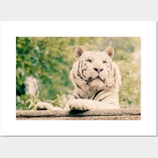 White Tiger (Vintage) Posters and Art